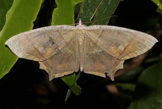 Image of Thinopteryx nebulosa Butler 1883