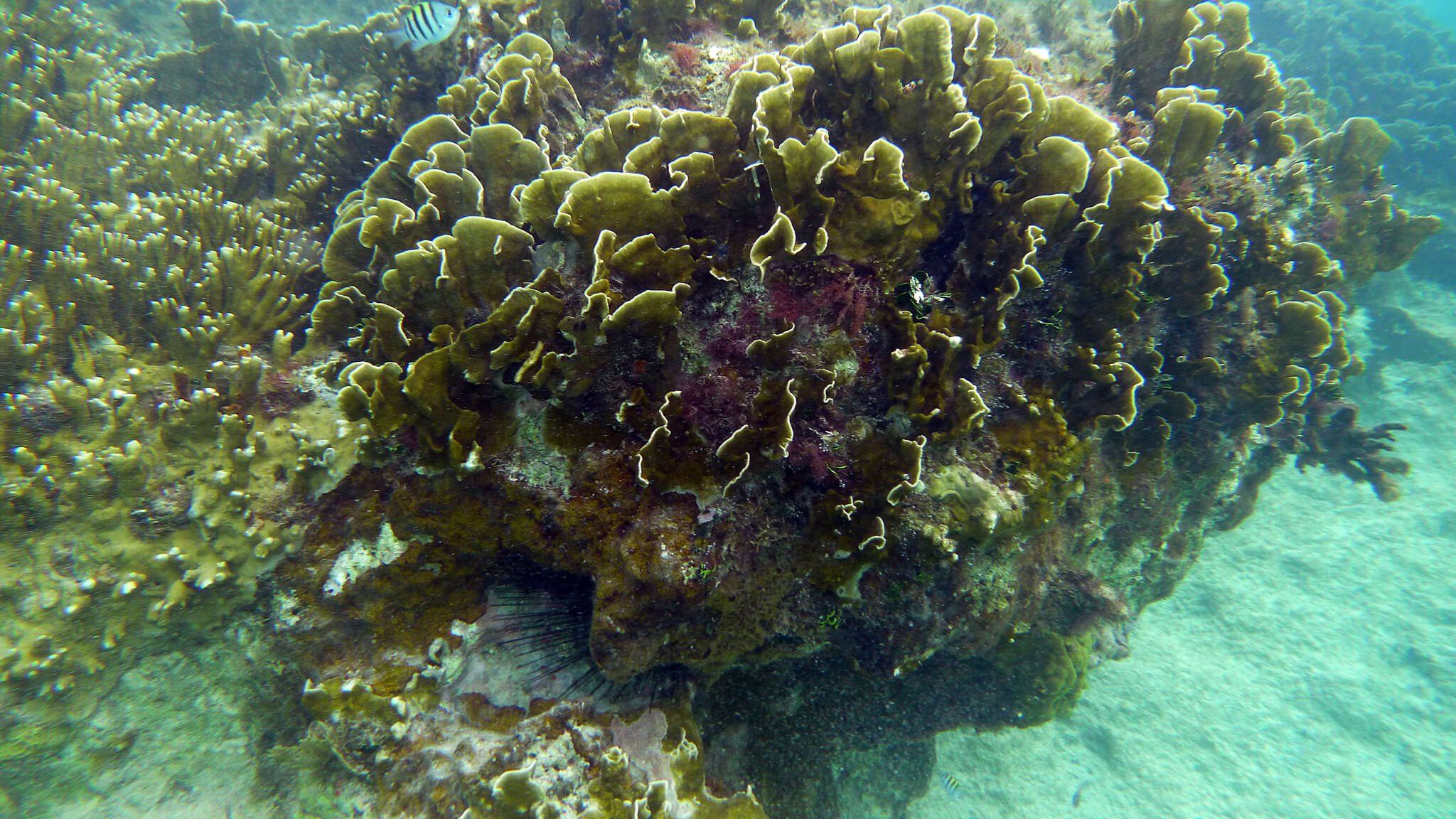 Image of Fire coral