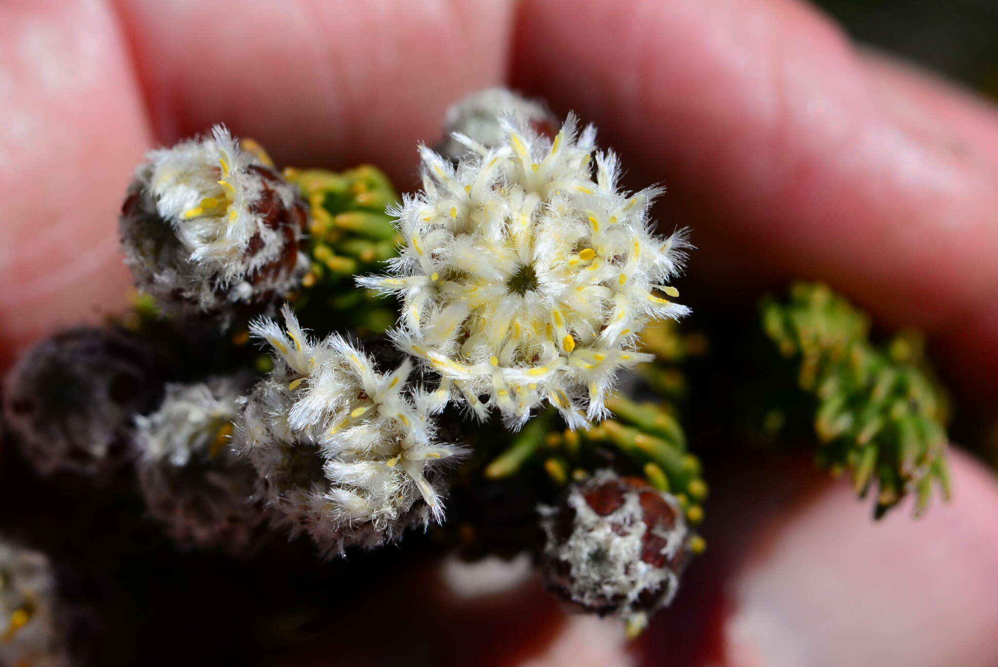 Image of Leucadendron sorocephalodes Phillips & Hutchinson