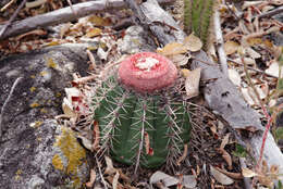 Imagem de Melocactus bahiensis subsp. amethystinus (Buining & Brederoo) N. P. Taylor