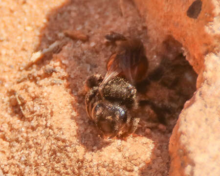 Image of Andrena prima Casad 1896