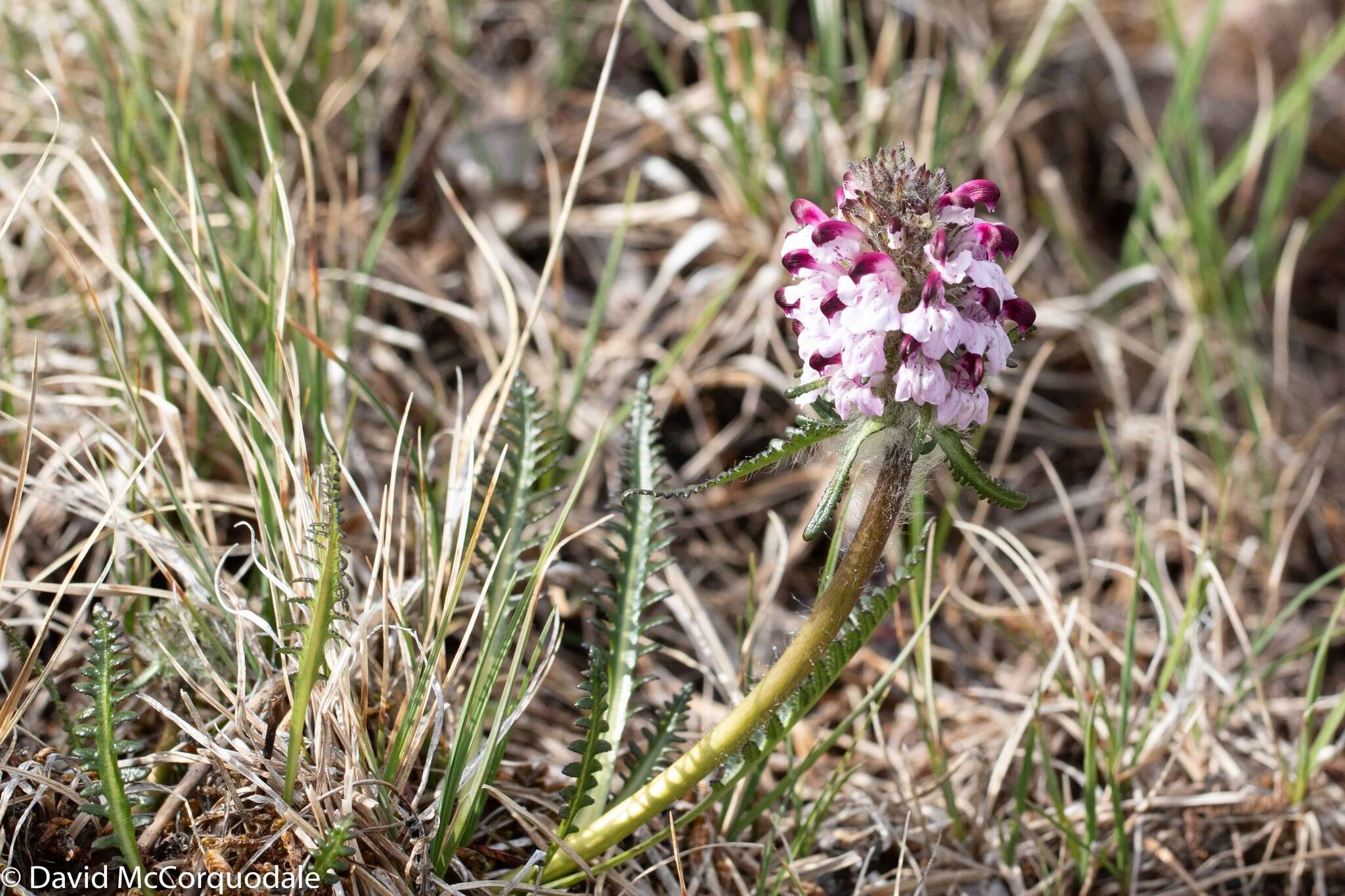 Imagem de Pedicularis sudetica subsp. albolabiata Hulten