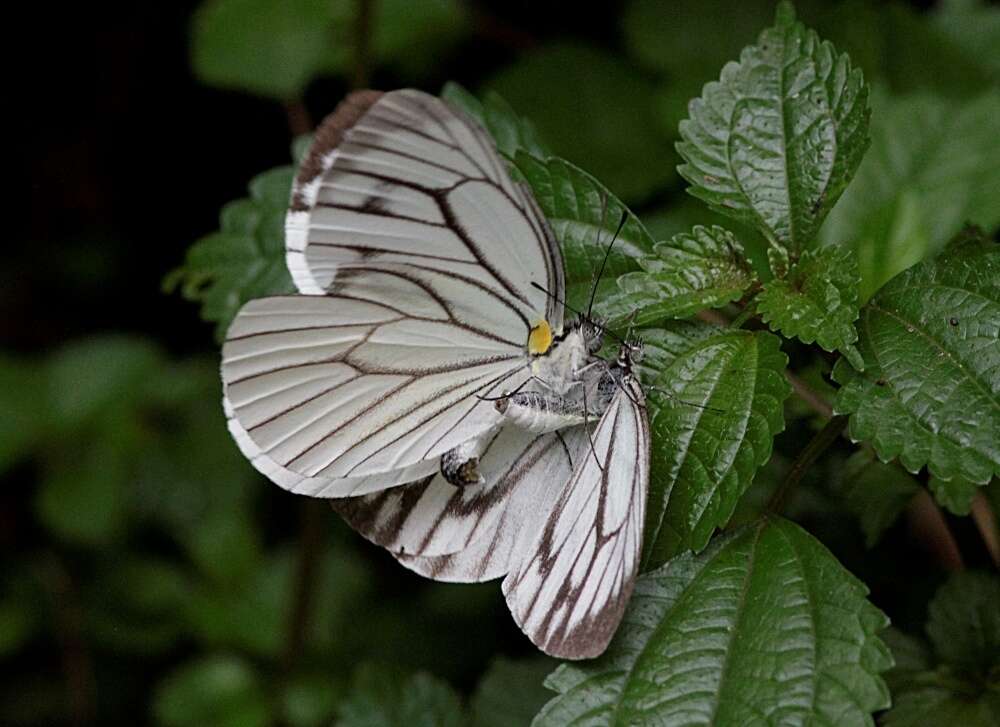 Image of Pieris extensa Poujade 1888