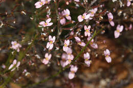 Image of Stylidium drummondianum A. Lowrie & S. Carlquist