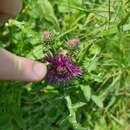 Image of <i>Trichodes umbellatarum</i>