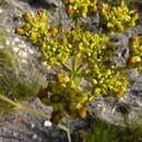 Image of Lichtensteinia trifida Cham. & Schltdl.