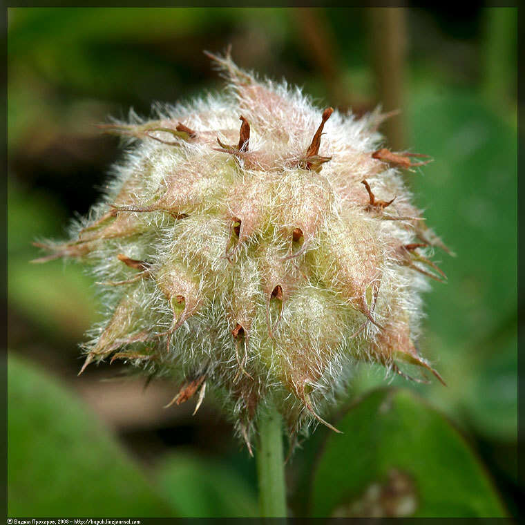 Image of strawberry clover