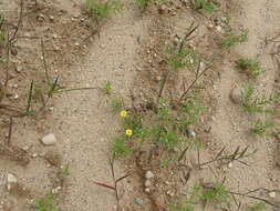 Image of sickleleaf silkgrass