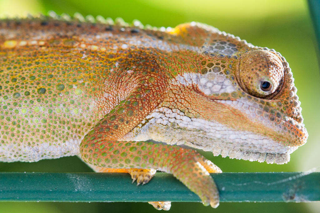 Image of Cape dwarf chameleon