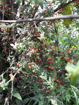 Plancia ëd Galium hypocarpium (L.) Endl. ex Griseb.