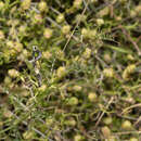 Image of Vicia eriocarpa