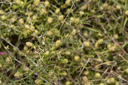 Plancia ëd Vicia eriocarpa