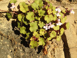 Image of Ivy-leaved Toadflax