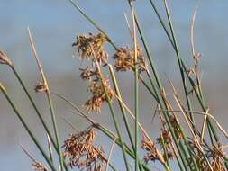 Image of Schoenoplectus scirpoides (Schrad.) Browning