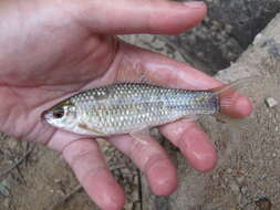 Image of Osteochilus salsburyi Nichols & Pope 1927