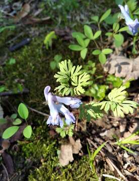 Image of Corydalis fumariifolia Maxim.