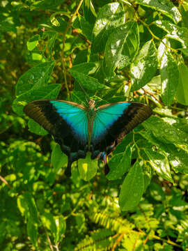 Sivun Papilio pericles Wallace 1865 kuva