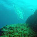 Image of vitreous lobate comb-jelly