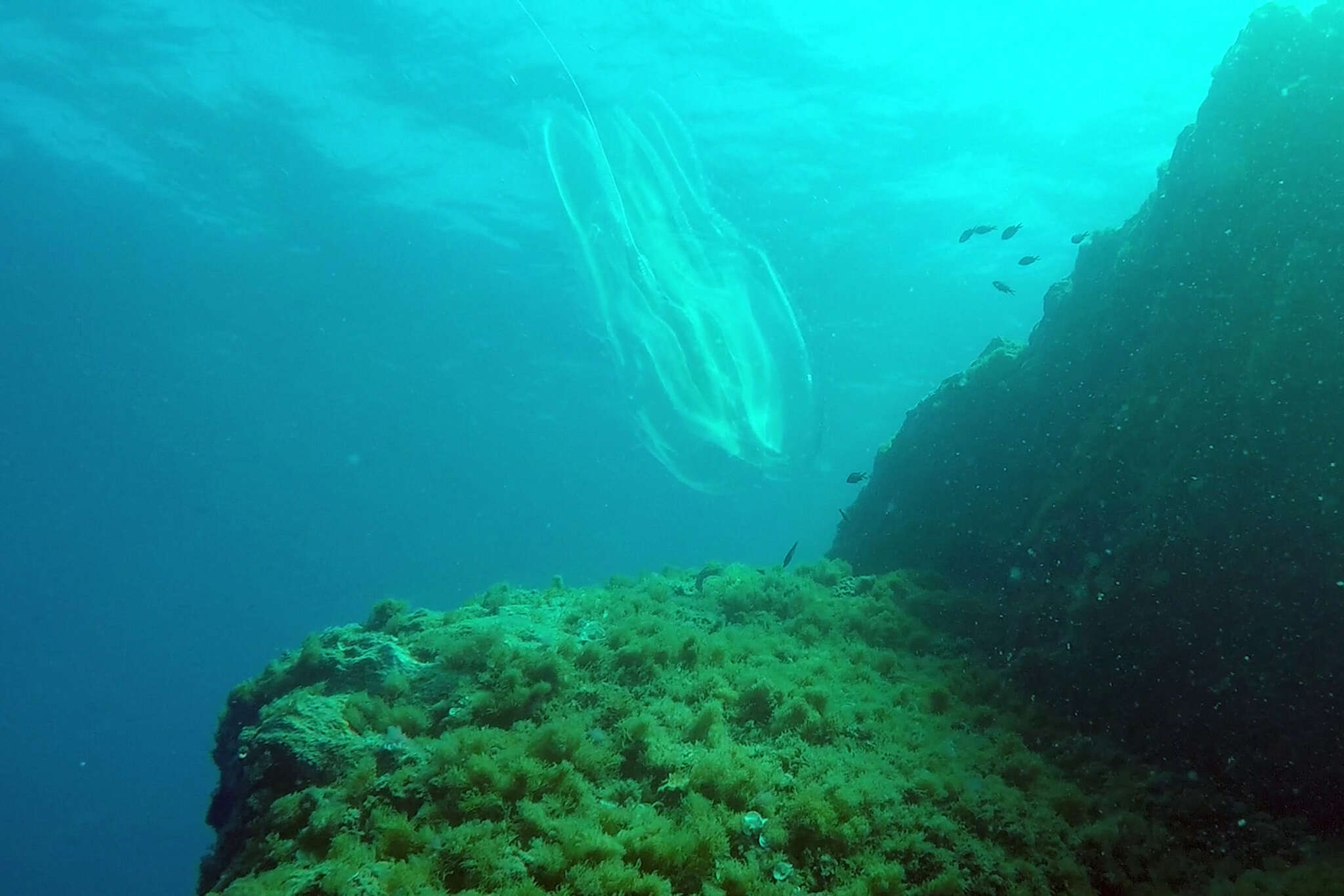 Image of vitreous lobate comb-jelly