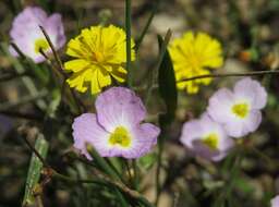 Image de Alisma Fausse Renoncule