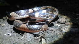 Image of Southwestern Cat-eyed Snake