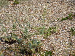 Image of Yellow Horned Poppy