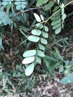 Imagem de Albizia corniculata (Lour.) Druce