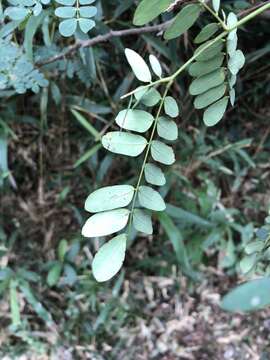 Image of Albizia corniculata (Lour.) Druce