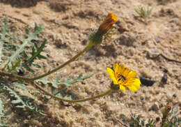 Image of Picris asplenioides L.