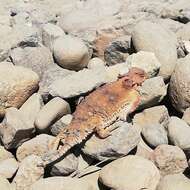 Image of Cedros Island Horned Lizard