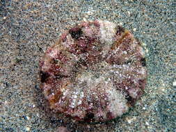 Image of brown-striped sand anemone