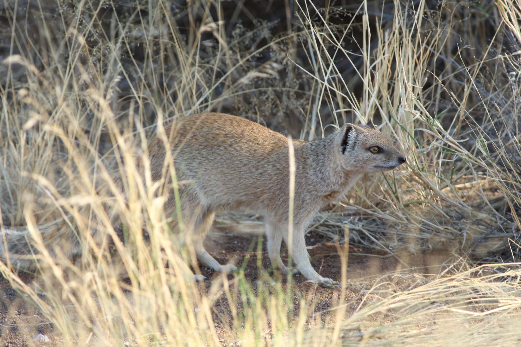 Image of Yellow Mongoose