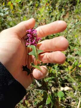 Image of Grevillea quercifolia R. Br.