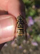 Image of Eastern Hornet Fly