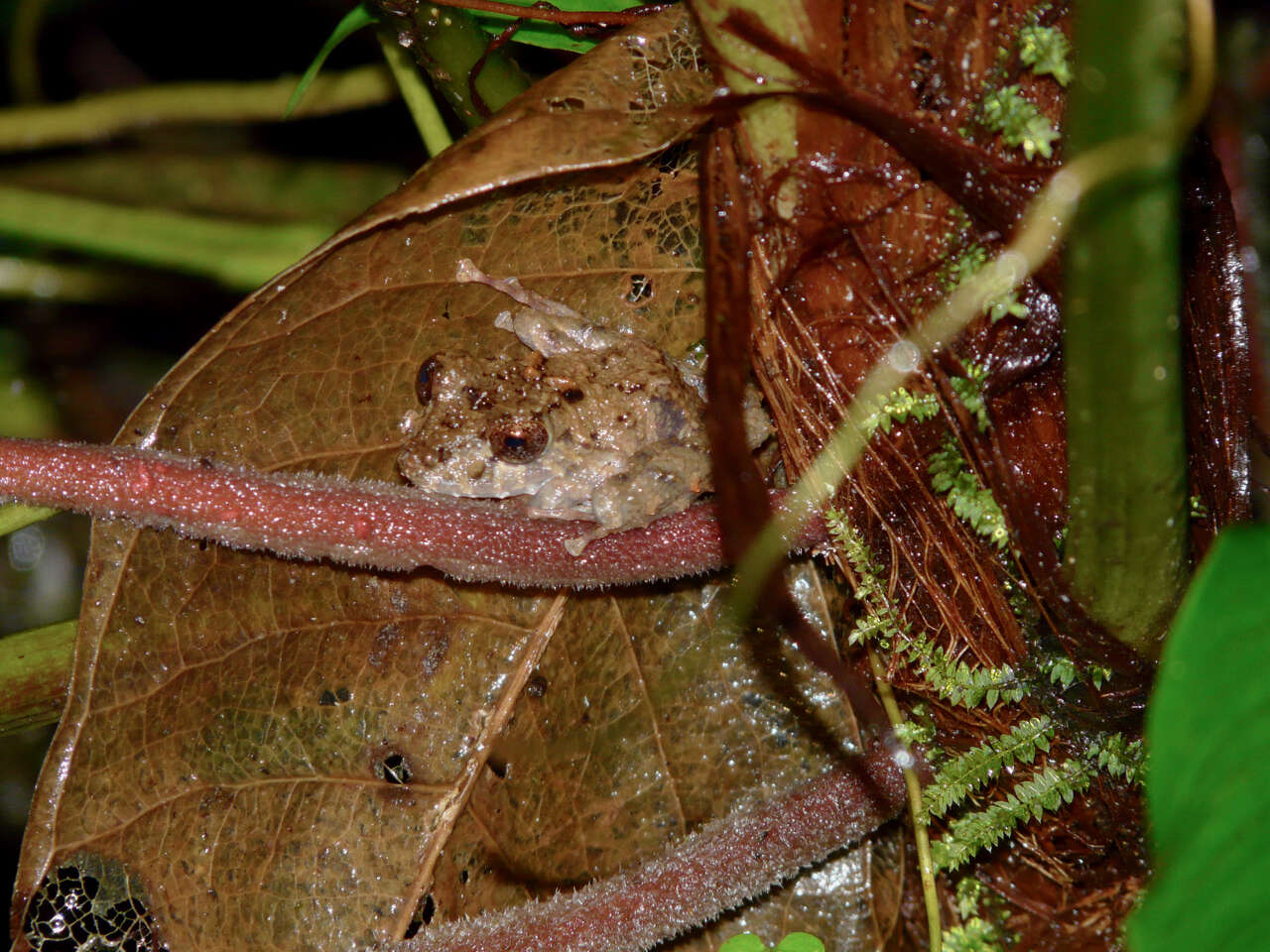 Image de Pristimantis crenunguis (Lynch 1976)