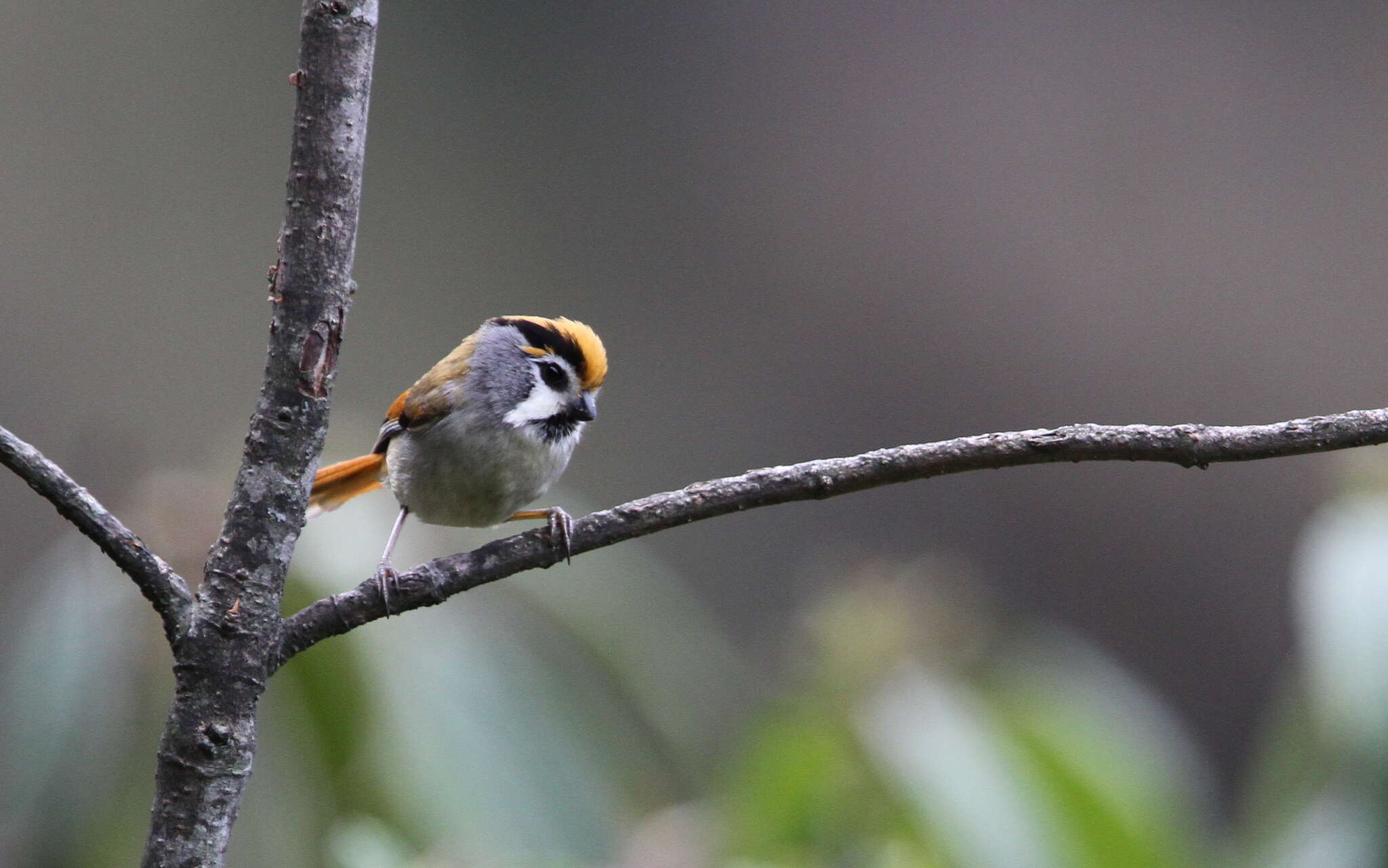 Image of Black-throated Parrotbill