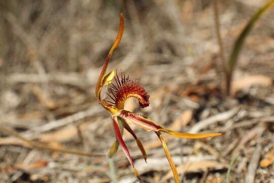 Image of Club-lipped spider orchid