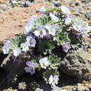 Image of Viola blaxlandiae J. M. Watson & A. R. Flores