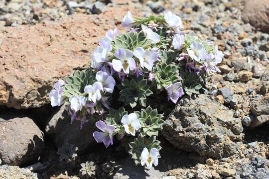 Viola blaxlandiae J. M. Watson & A. R. Flores resmi