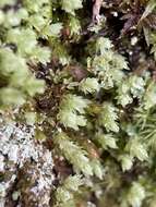 Image of Opal Thread-moss