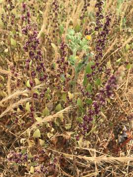 Image of sea beet