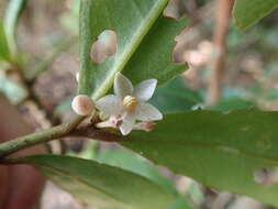 صورة Ardisia cornudentata Mez