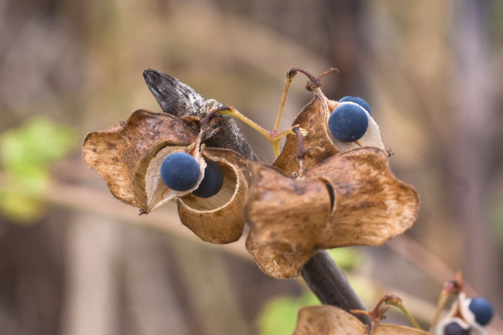 Balloon Vine Encyclopedia Of Life