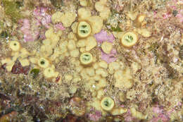 Image of green boring sponge