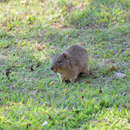 Sivun Cavia aperea aperea Erxleben 1777 kuva