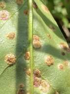 صورة Puccinia andropogonis Schwein. 1832