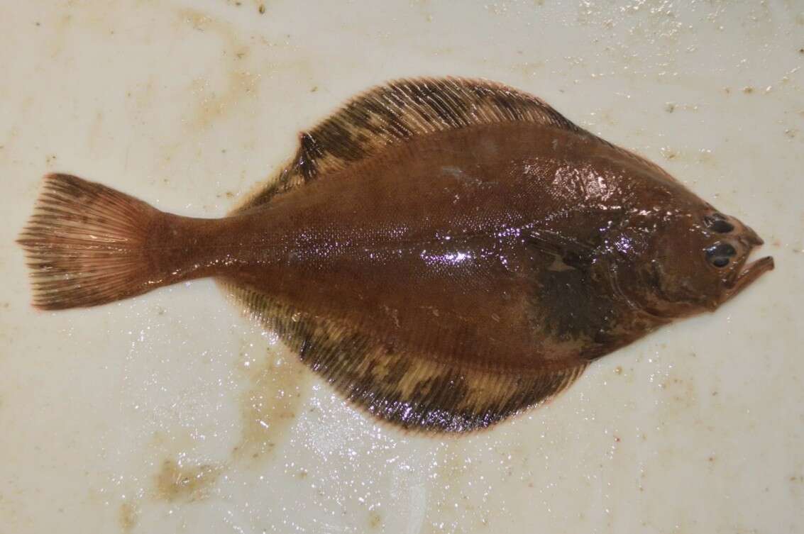 Image of Flathead sole