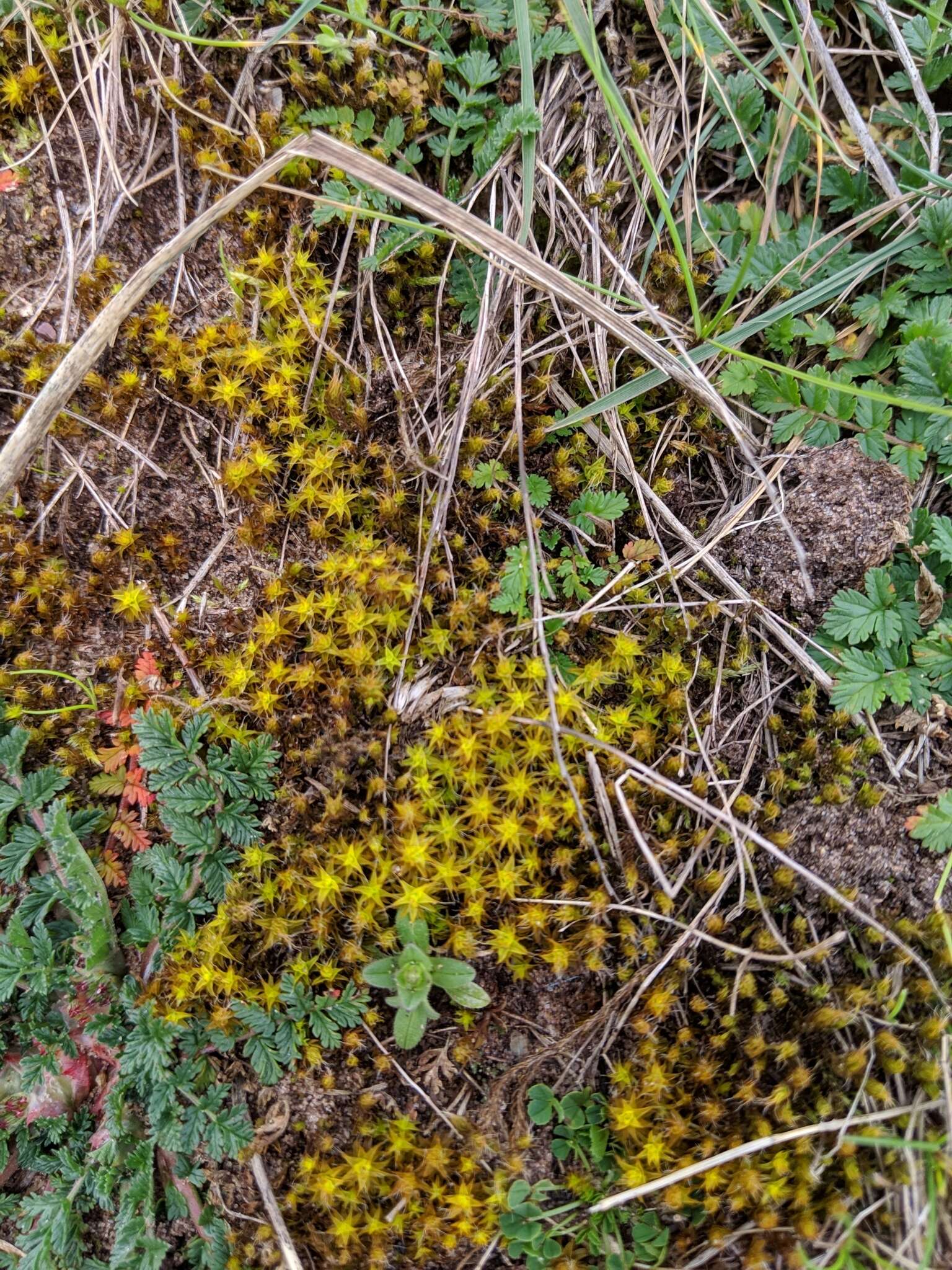 Image of great hairy screw-moss