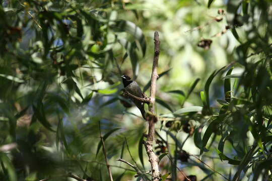 Image of Black-faced Munia