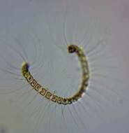 صورة Chaetoceros debilis